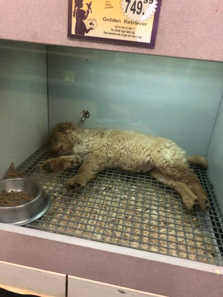 Best In Pets 233 Abbe Rd N, Elyria, OH 44035, USA BusinessYab