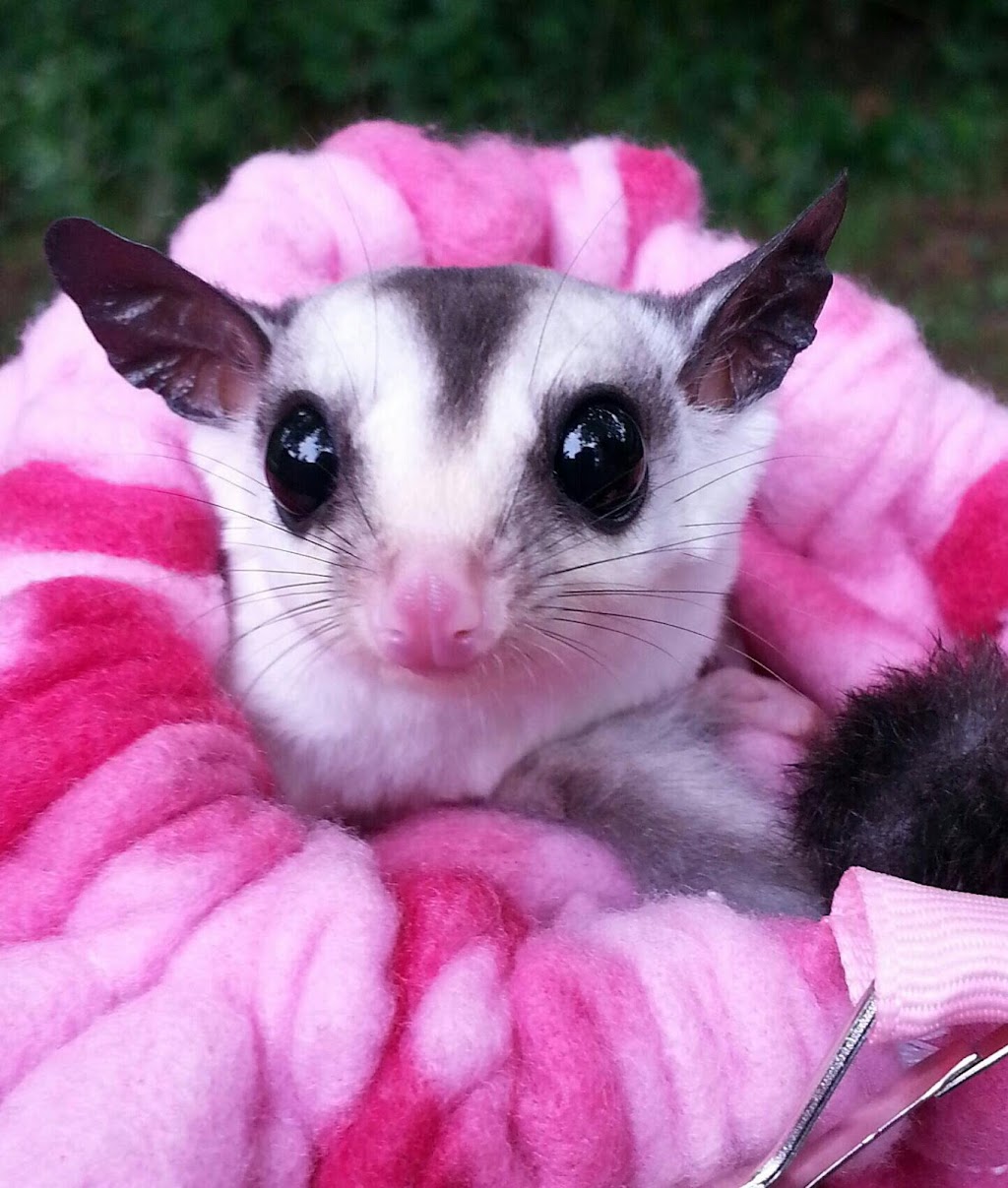 Sugargliders*R*us | 13355 State Hwy 99, Eagleville, TN 37060, USA | Phone: (615) 631-9819