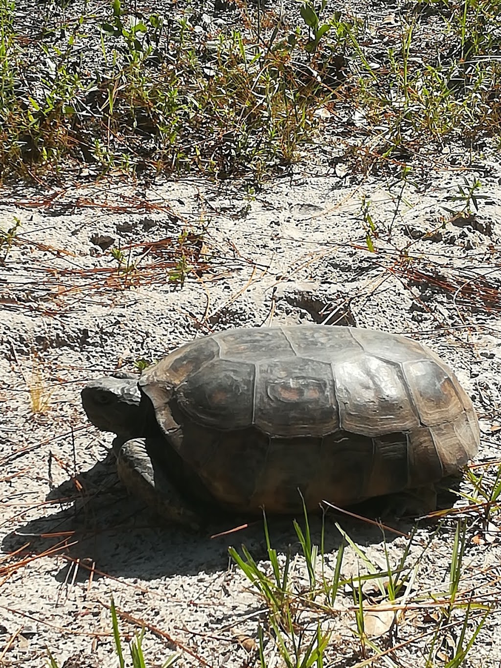 Jennings State Forest | 1337 Long Horn Rd, Middleburg, FL 32068, USA | Phone: (904) 291-5530