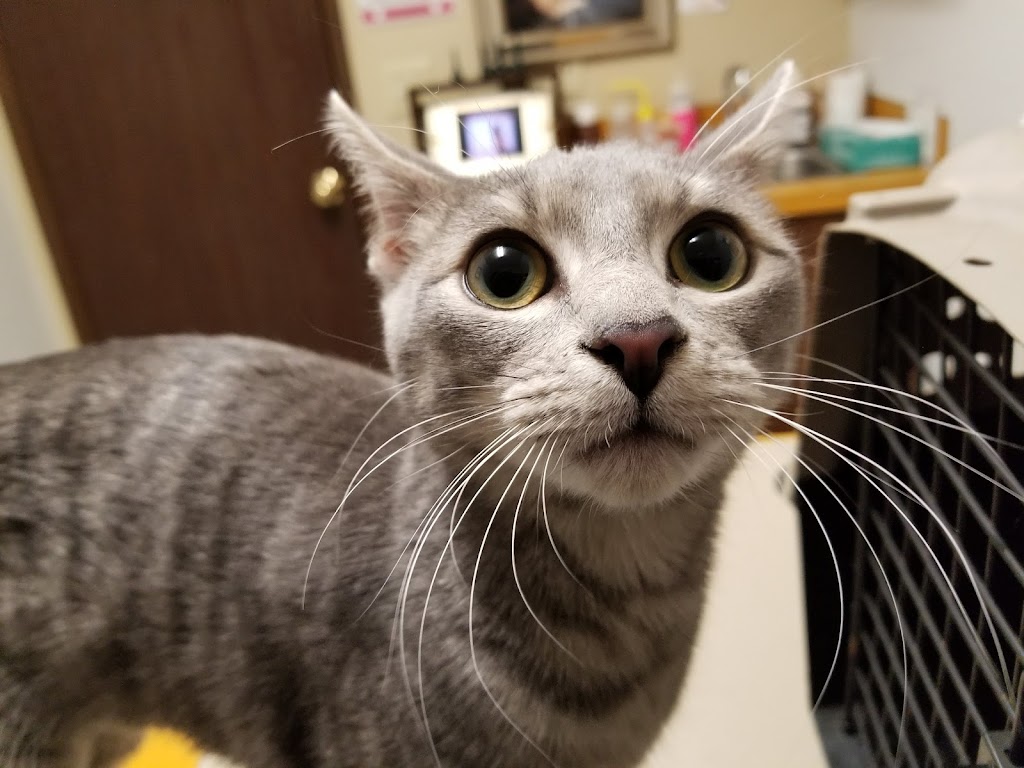 Woodside Animal Hospital | 1601 Woods Rd SE, Port Orchard, WA 98366, USA | Phone: (360) 871-3335