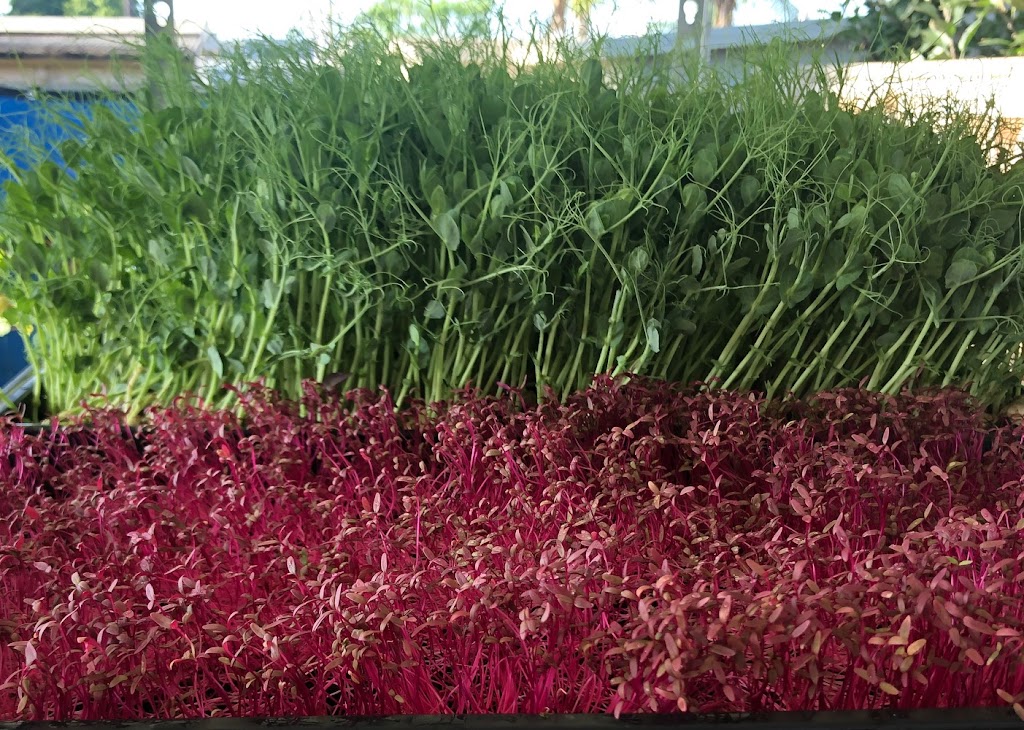 Microgreens R Us San Diego | 4871 Conrad Ave, San Diego, CA 92117, USA | Phone: (858) 230-8169