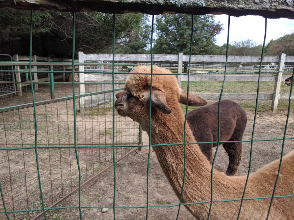 Windy Farm Alpacas | 61 White Pine Rd, Chesterfield Township, NJ 08515, USA | Phone: (609) 947-8269