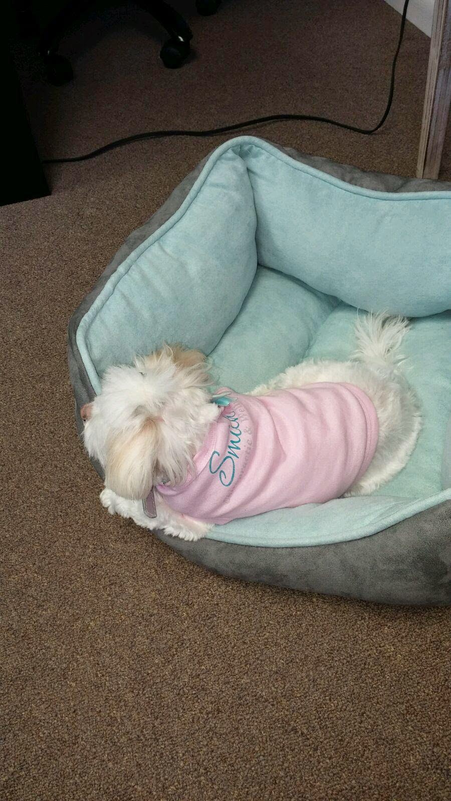 Smith Chiropractic & Wellness | 440 Constitution Blvd, New Brighton, PA 15066, USA | Phone: (724) 888-6853