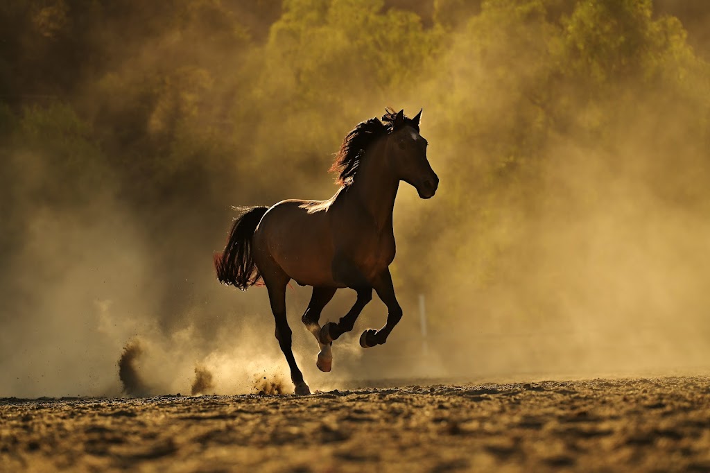 Equine Leadership Program | Hawks Nest Trail, Topanga, CA 90290 | Phone: (310) 980-9697