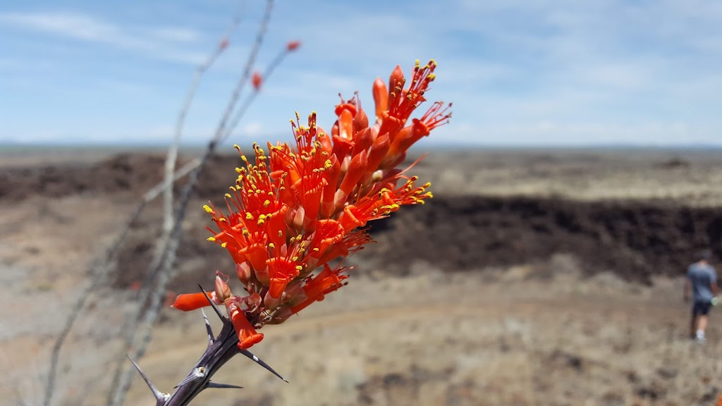 Aden Lava Flow Wilderness | Anthony, NM 88021, USA | Phone: (575) 525-4300