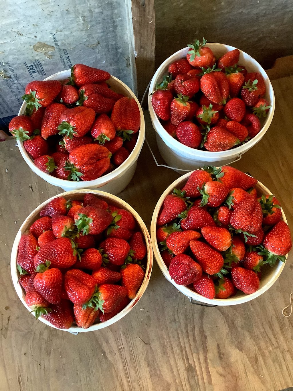 C&S Strawberry Patch | 6382 Horseshoe Bar Rd, Loomis, CA 95650, USA | Phone: (916) 398-0306