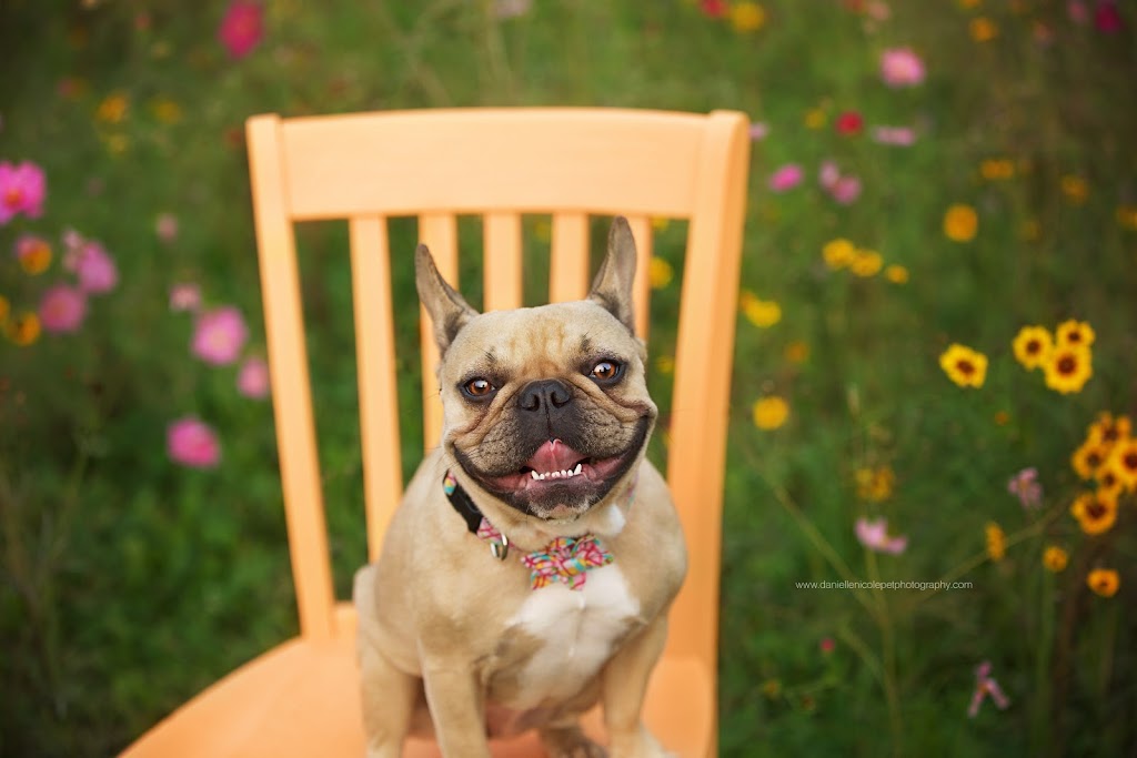 Danielle Nicole Pet Photography | 1045 Siler St, Fremont, OH 43420, USA | Phone: (419) 559-8877