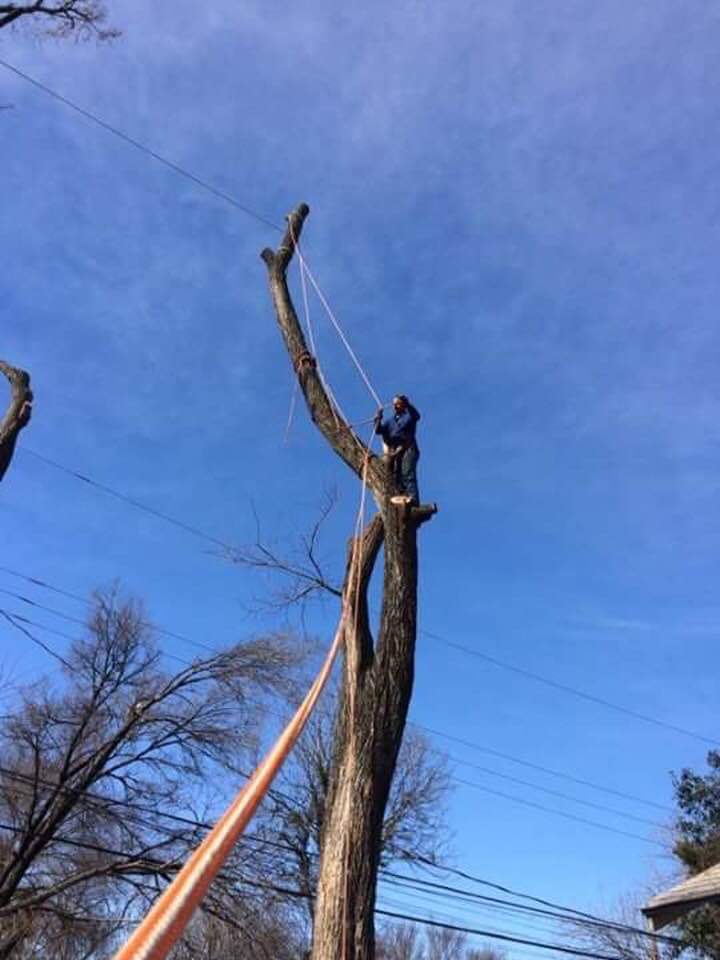 Adeleyvis Vazquez trees service | 240 goodwin ct, Lockhart, TX 78644, USA | Phone: (786) 239-5711