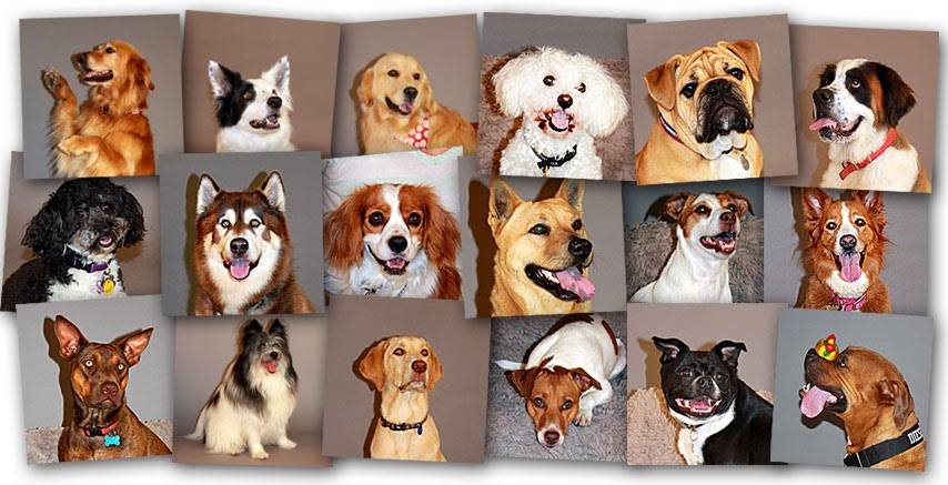 Doggywood Dog Training | 1114 N Coast Hwy 101, Encinitas, CA 92024, USA | Phone: (858) 342-4431