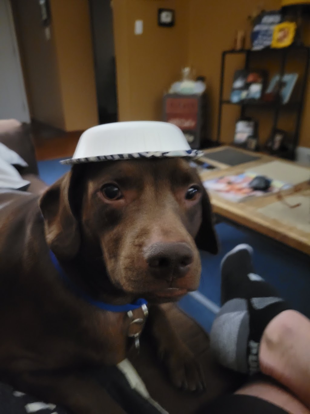 Comfort Care Veterinary Services | 41740 Michigan Ave, Canton Township, MI 48188, USA | Phone: (248) 429-9866