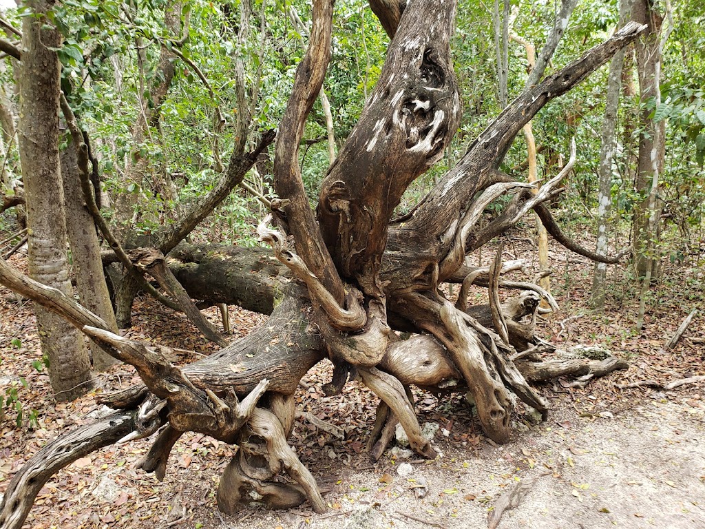 Windley Key Fossil Reef Geological State Park | 84900 Overseas Hwy, Islamorada, FL 33036, USA | Phone: (305) 664-2540