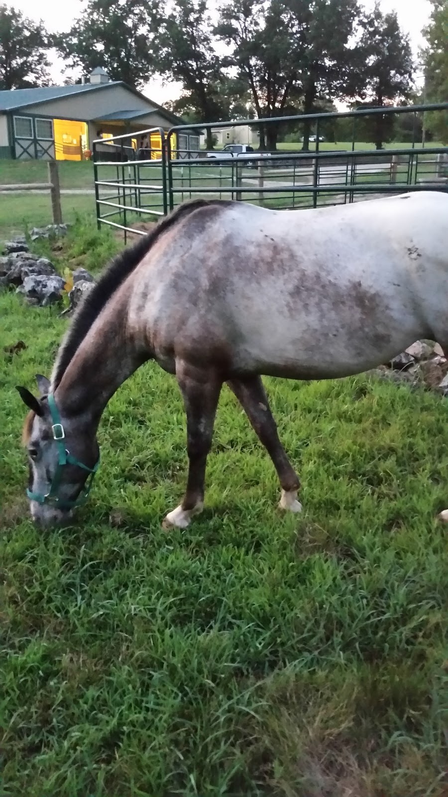 Silver Spurs Equestrian Center | 357 State Hwy EE, Winfield, MO 63389, USA | Phone: (636) 668-8683 Silver Spurs Equestrian Center | 357 State Hwy EE, Winfield, MO 63389, USA | Phone: (636) 668-8683