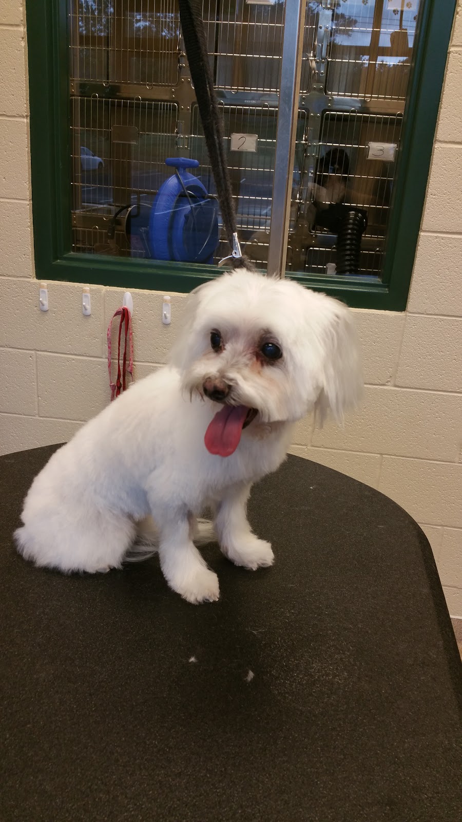 Lanier Animal Hospital | 5700 Cumming Hwy NE Building B, Sugar Hill, GA 30518, USA | Phone: (770) 831-5965