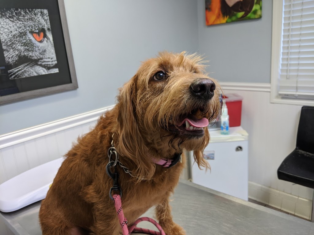 Valley Veterinary Hospital | 2172 Millburn Ave, Maplewood, NJ 07040, USA | Phone: (973) 763-3445