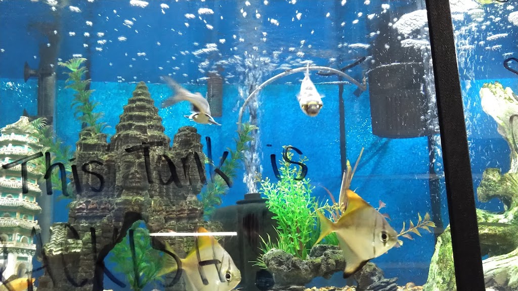 Aquatics Galore LLC | 515 W Funderburg Rd, Fairborn, OH 45324, USA | Phone: (937) 422-0478