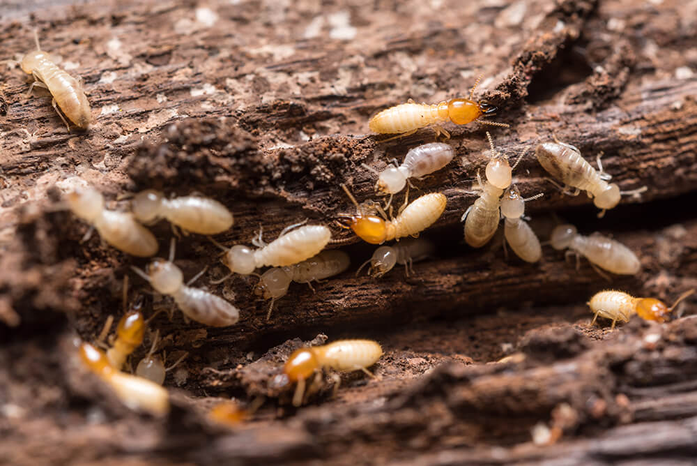 Tanler Termite and Pest Control | 6861 Hitchingpost Cir, Huntington Beach, CA 92648, USA | Phone: (888) 982-6537