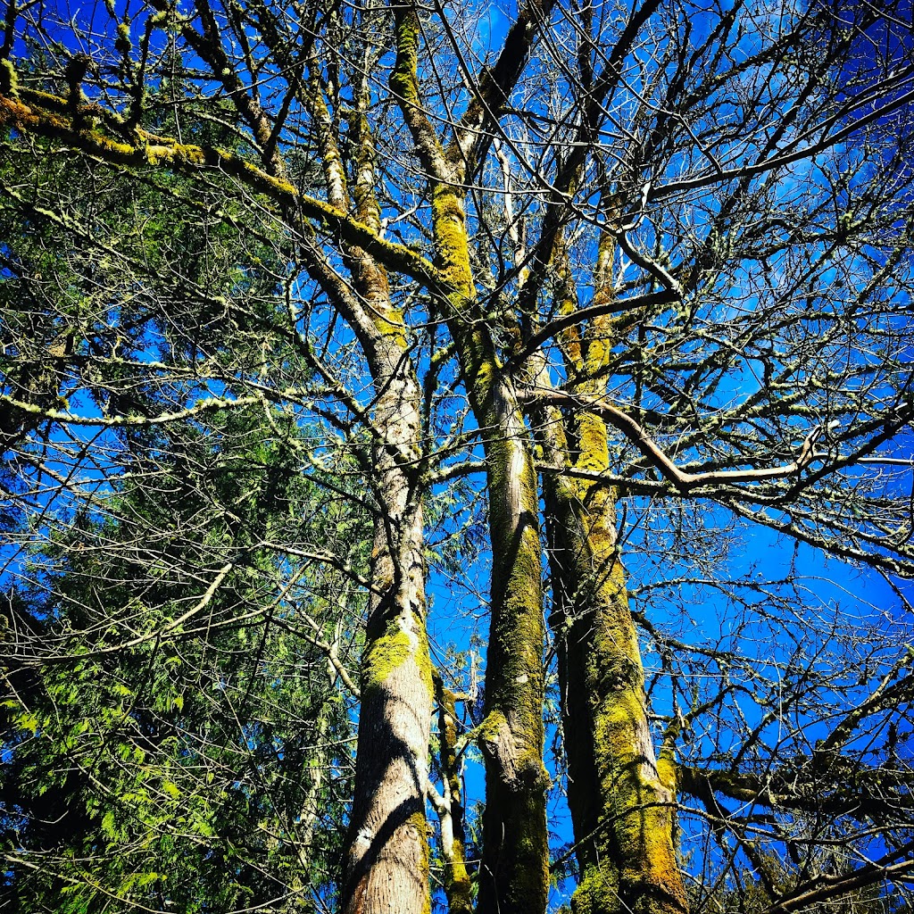 Island Lake County Park | 1087 NW Island Lake Rd, Poulsbo, WA 98370, USA | Phone: (360) 337-5350