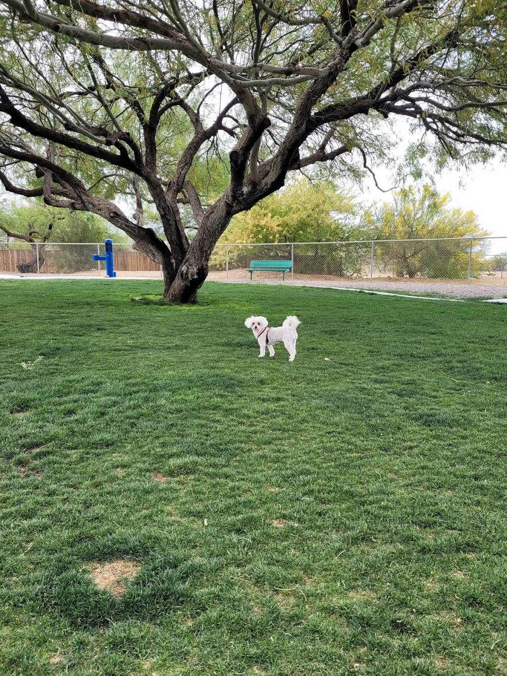 Anamax Dog Park | W Camino Mazatlan, Sahuarita, AZ 85629 | Phone: (520) 445-7850