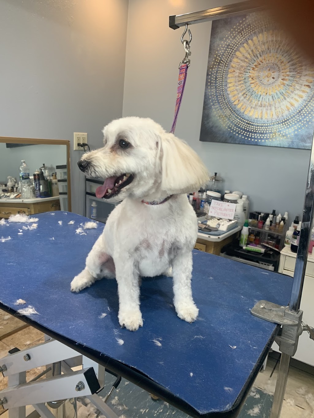 All Around Grooming LLC | 115 Main St, Kewaskum, WI 53040, USA | Phone: (262) 305-4883