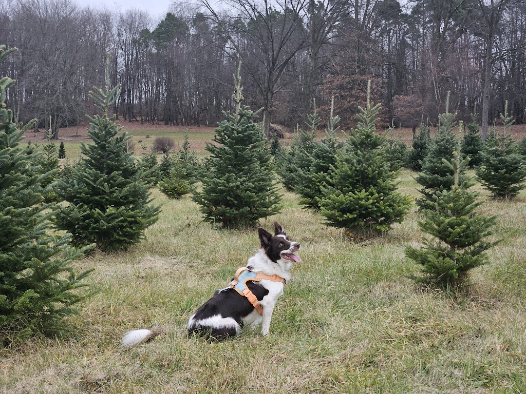 Cyphers Christmas Tree Farm | 179 Wise Rd, Butler, PA 16002, USA | Phone: (724) 477-8733