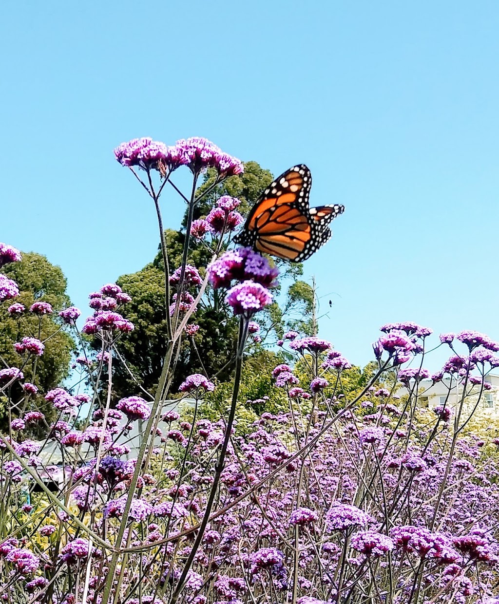 Natural Bridges Farm by Homeless Garden Project | Shaffer Rd, Santa Cruz, CA 95060, USA | Phone: (831) 426-3609