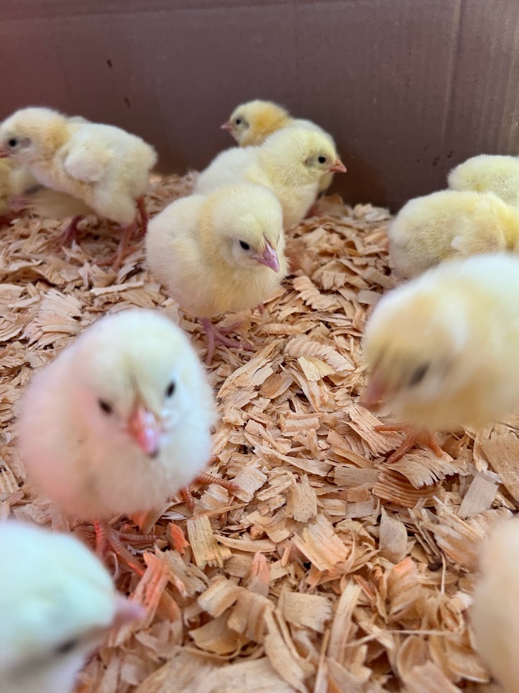 Fuster Cluck Farm | 3614 Glendale Rd, Kenly, NC 27542, USA | Phone: (919) 632-1433