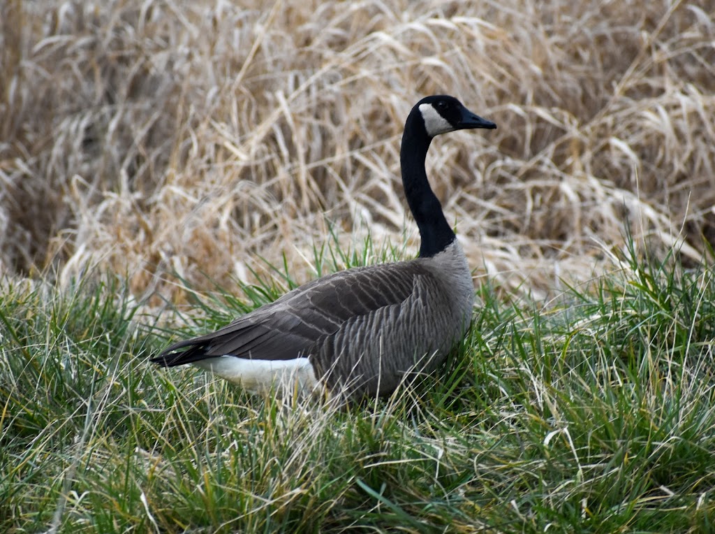 Ridgefield National Wildlife Refuge Auto Tour Start | Ridgefield, WA 98642, USA | Phone: (360) 887-4106