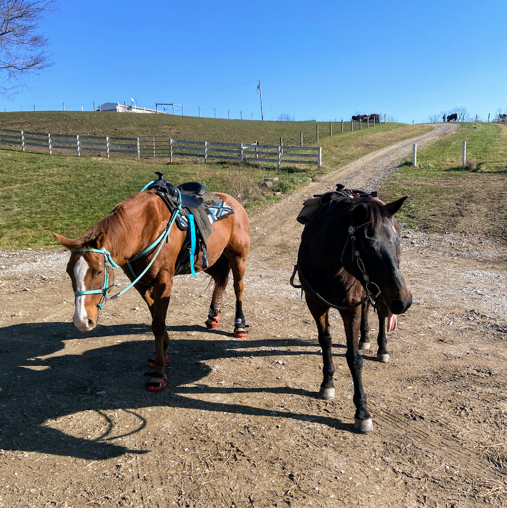 Cedar Grove Farm Horse Boarding | 64 Meneely Rd, Burgettstown, PA 15021, USA | Phone: (304) 312-8003