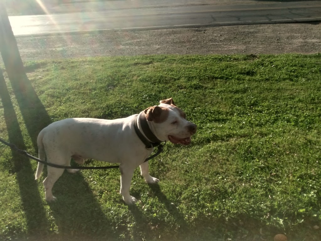 Little Wolf Lake County Park | 4925 Wolf Lake Rd, Grass Lake, MI 49240, USA | Phone: (517) 788-4320