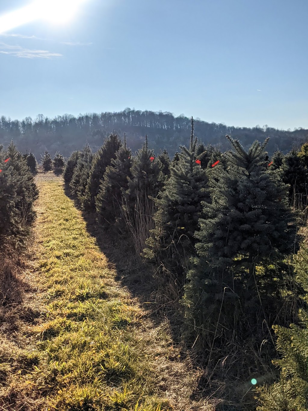 Mytrysak Family Tree Farm and Greenhouse | 1803 Fleming Rd, Indiana, PA 15701, USA | Phone: (724) 463-0570