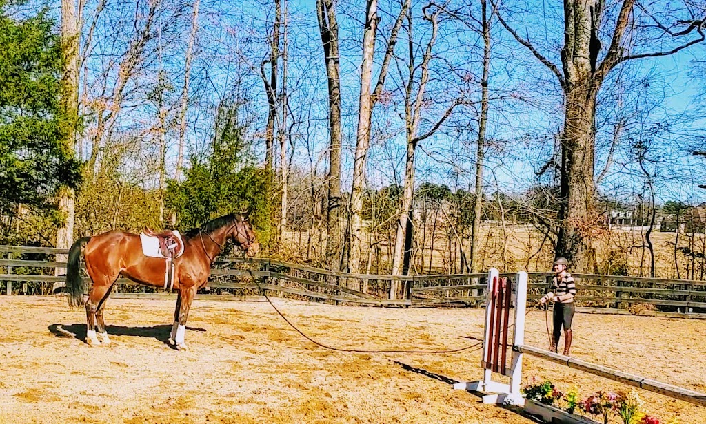 Sterling Elite Sporthorses | 14800 Fairview Ln, Byhalia, MS 38611, USA | Phone: (715) 556-1148