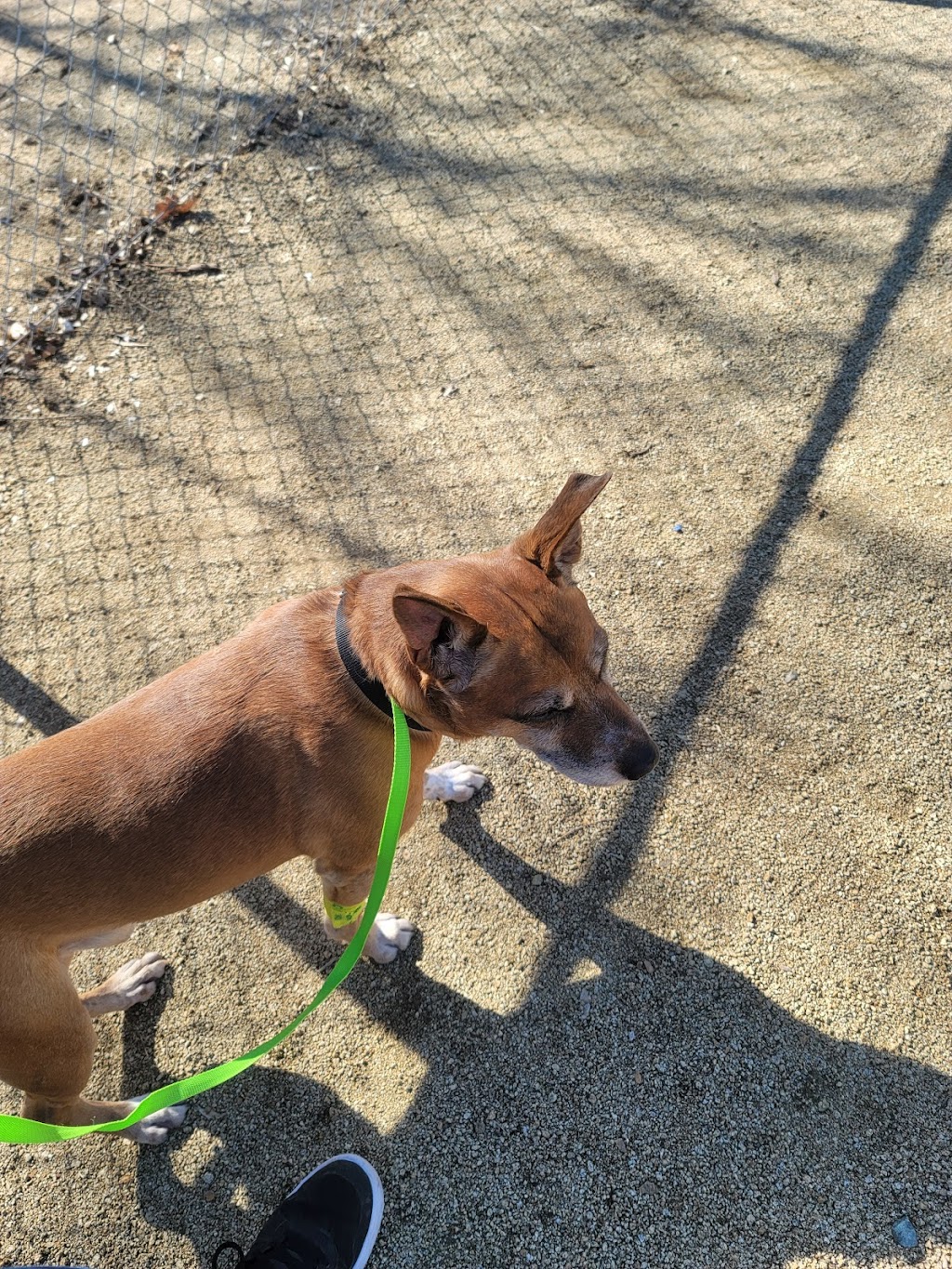 Pleasant Valley Pet Clinic | 4561 Pleasant Valley Rd, Placerville, CA 95667, USA | Phone: (530) 644-2424