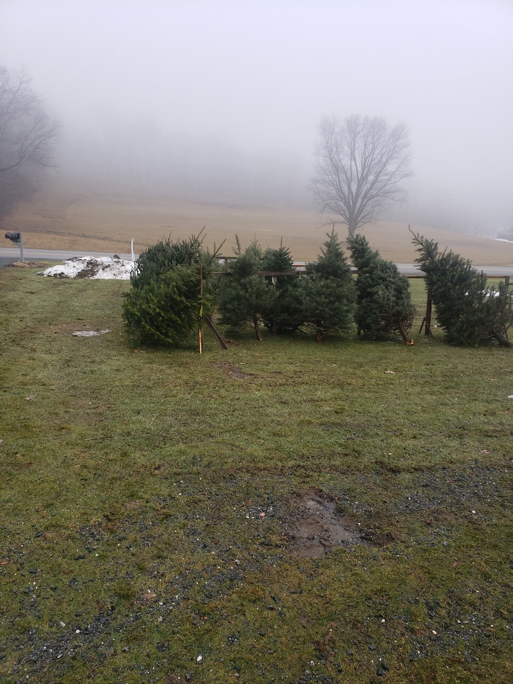 Morins Tree Farm | 635 Groveside Rd, Buskirk, NY 12028, USA | Phone: (518) 275-8501