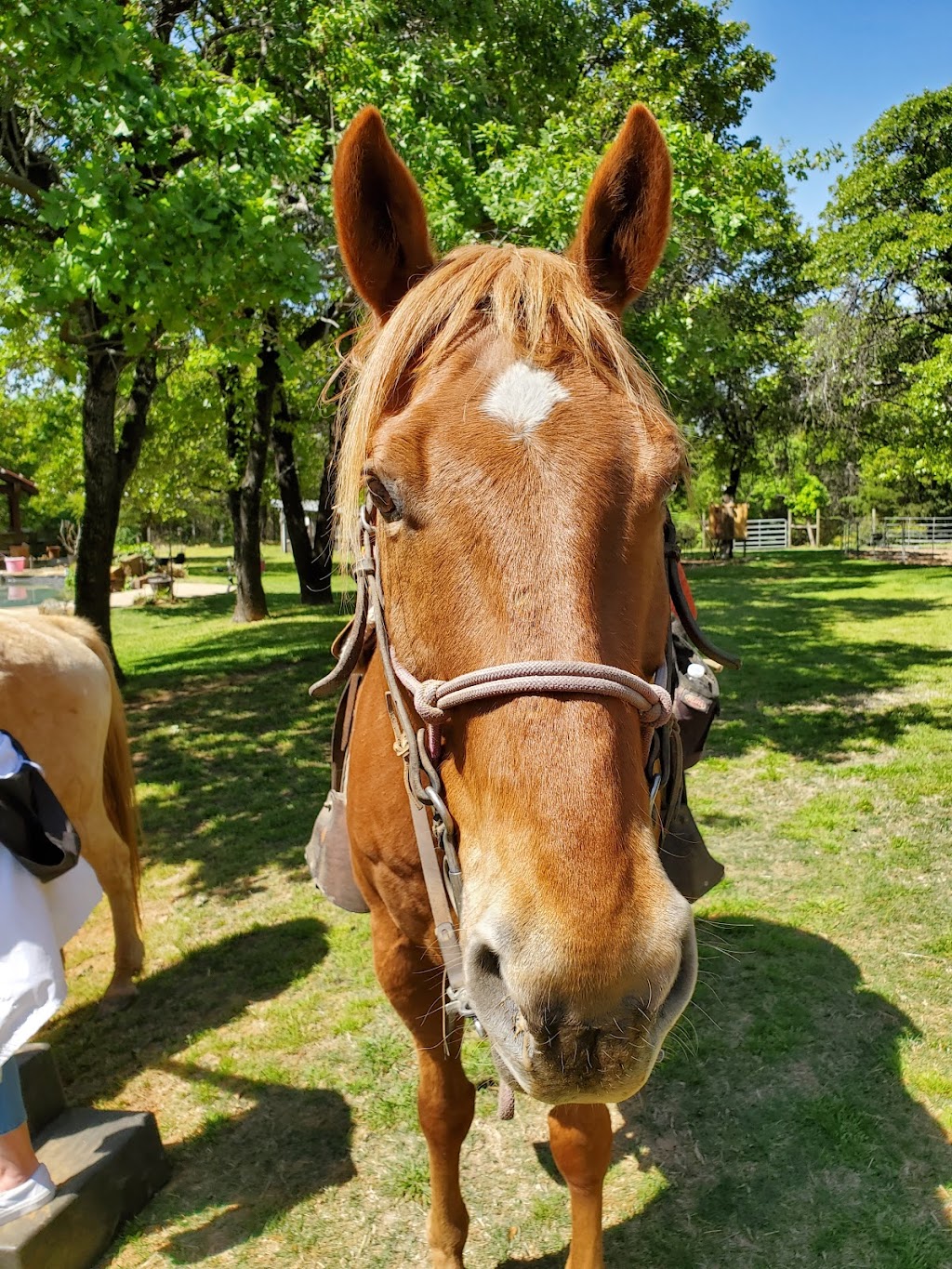 Widowmaker Trail Rides | 904 Quail Creek Ct, Southlake, TX 76092, USA | Phone: (817) 528-8069