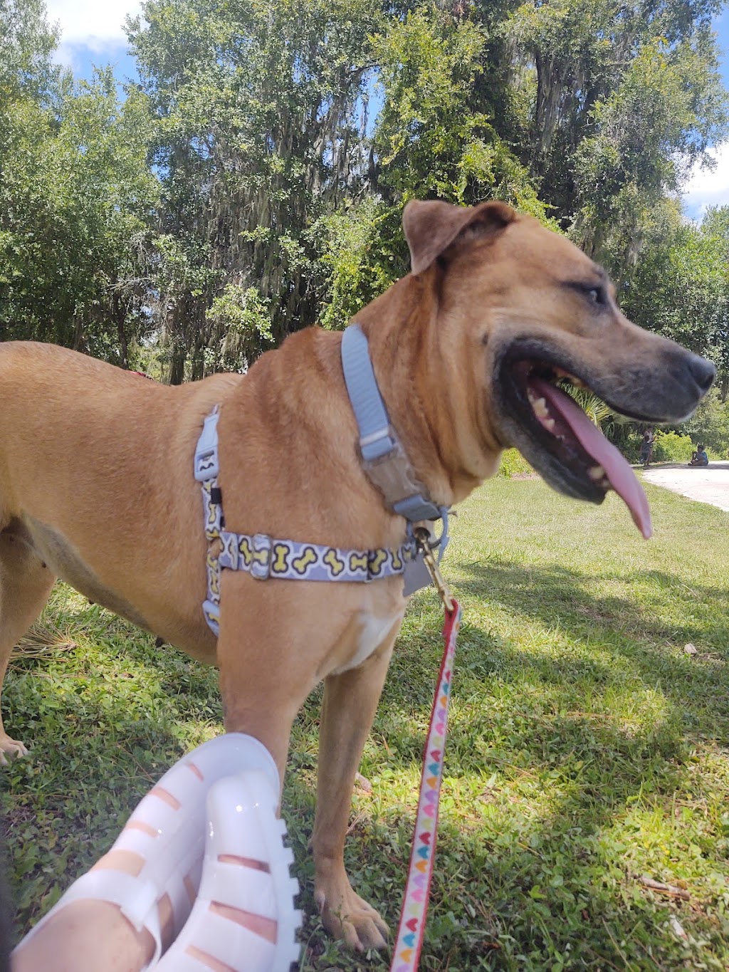 SPCA Florida Adoption Center | 5850 Brannen Rd S, Lakeland, FL 33813, USA | Phone: (863) 646-7722