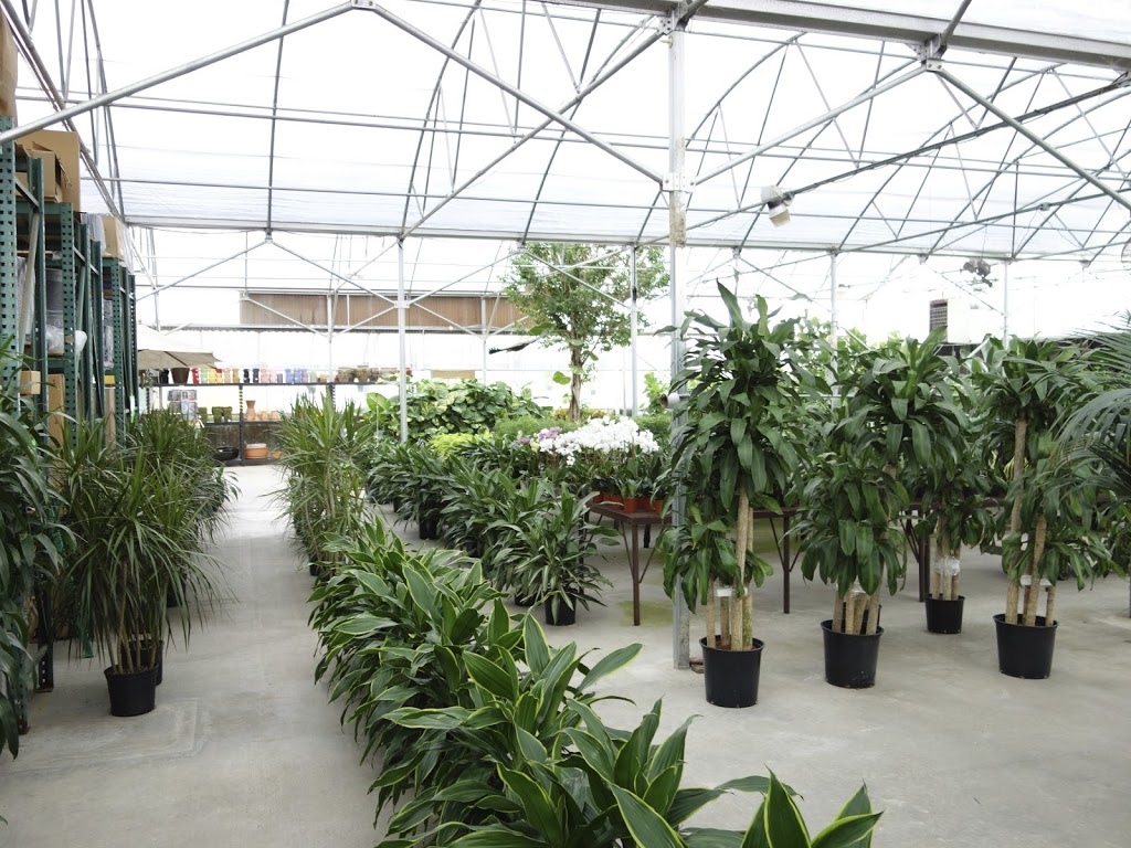 Hawaiian Tropical Plant Sales | 2211 N Beckley Ave, Dallas, TX 75208 | Phone: (972) 243-0181