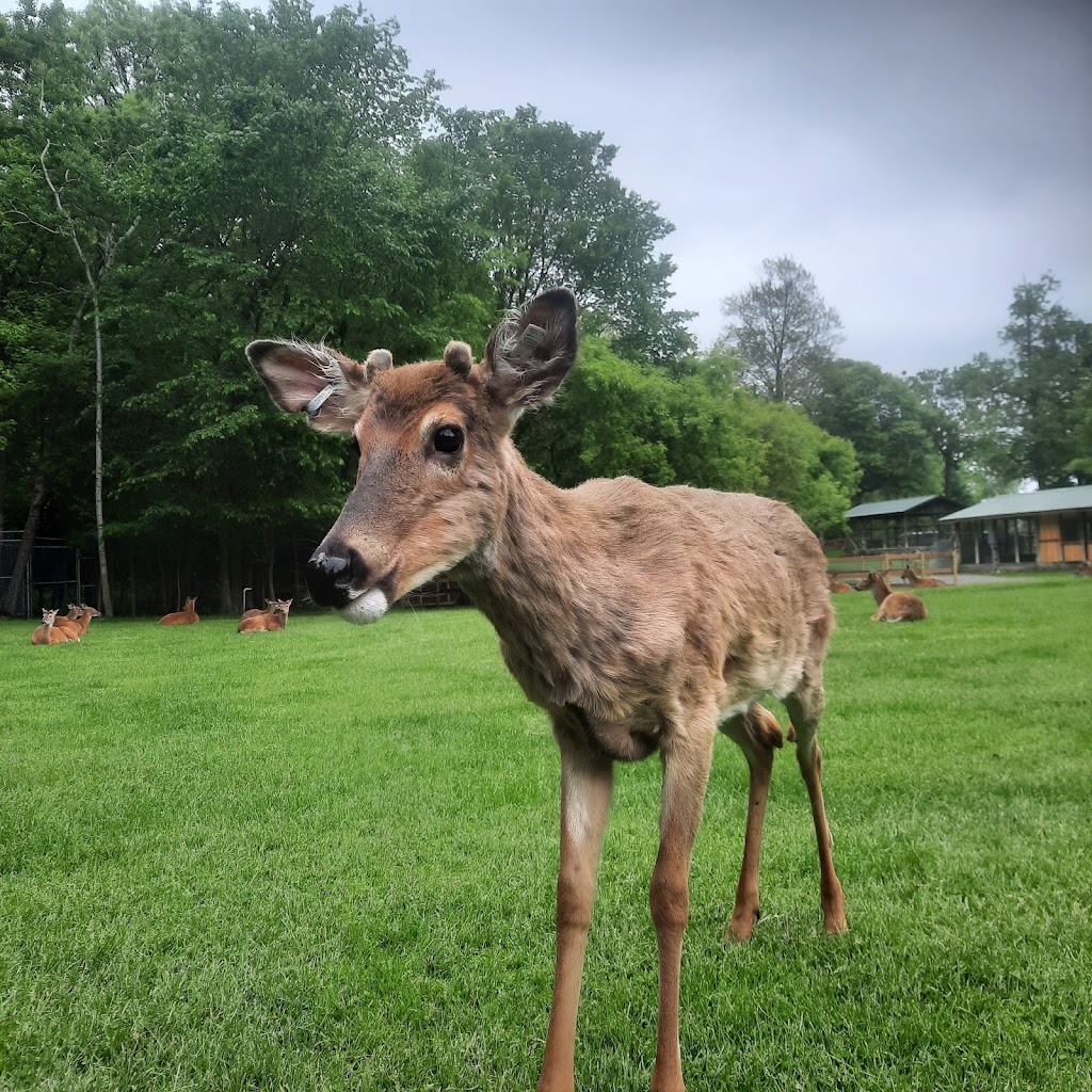 FAWN-DOE-ROSA Wildlife Educational Park | 2131 US-8, St Croix Falls, WI 54024, USA | Phone: (715) 483-3772