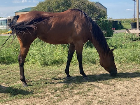 Field of Dreams Equine Education Center | 1841 Unbridled Way, Blacklick, OH 43004, USA | Phone: (614) 864-9500