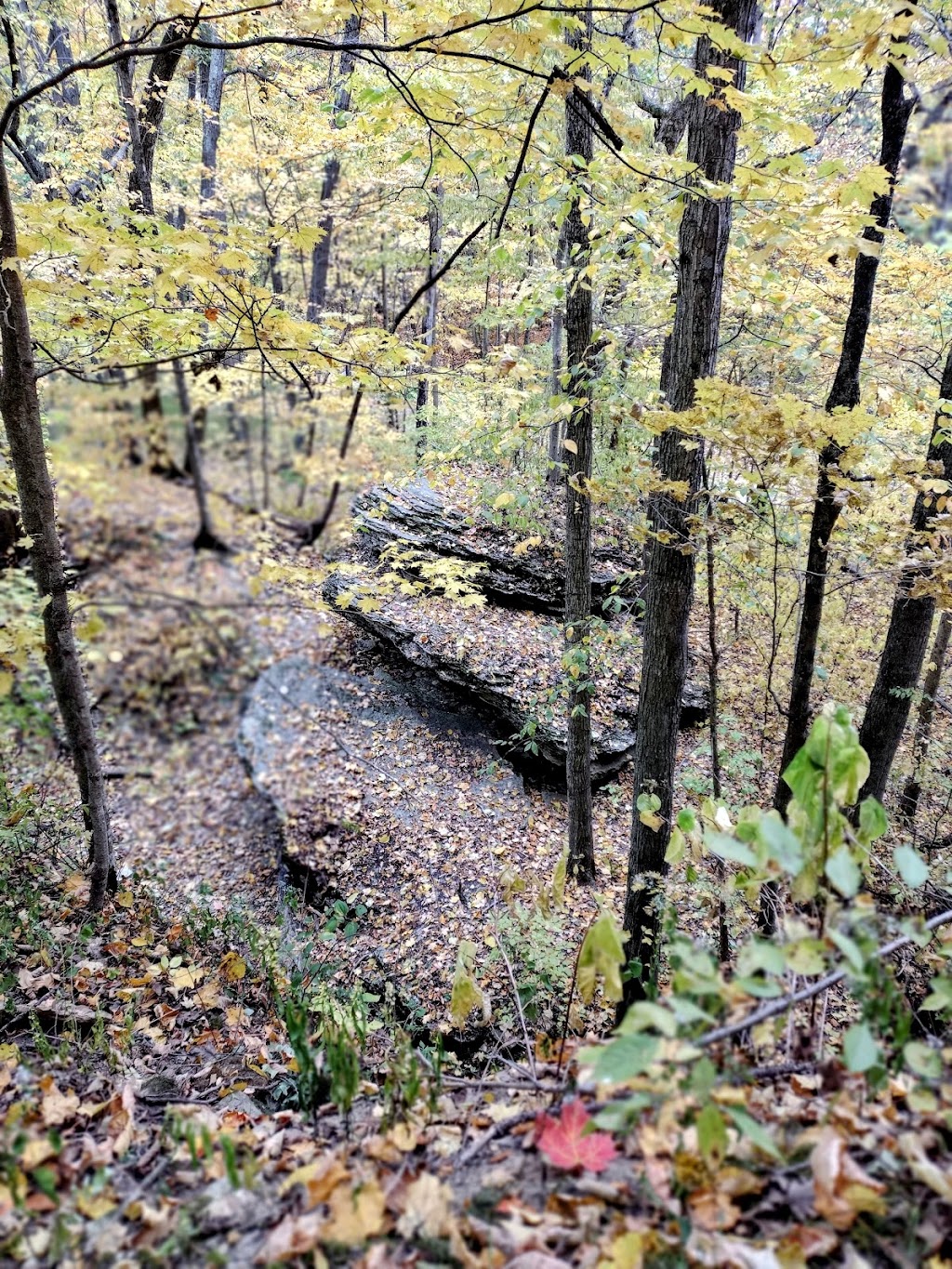 Hathaway Preserve At Ross Run - ACRES Land Trust | 1866 E Baumbauer Rd, Wabash, IN 46992, USA | Phone: (260) 637-2273