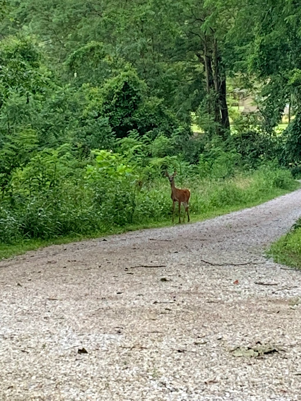 Chief Logan Lodge | 21480 OH-180, Laurelville, OH 43135, USA | Phone: (855) 442-2246