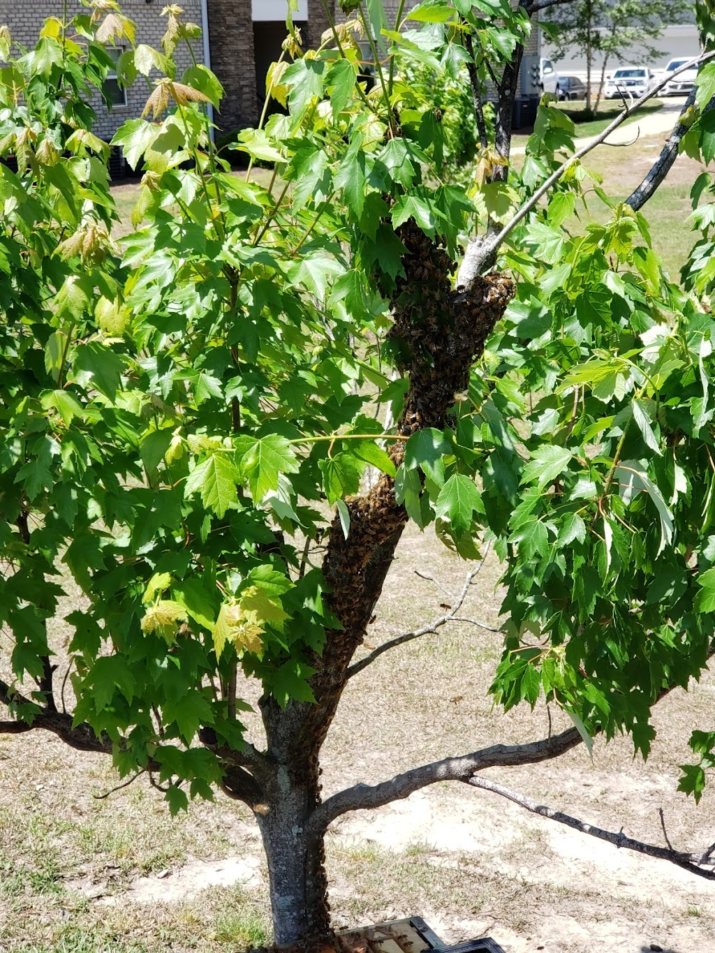 Craven Honey | Koerner Ln, Erwin, NC 28339, USA | Phone: (910) 514-0883