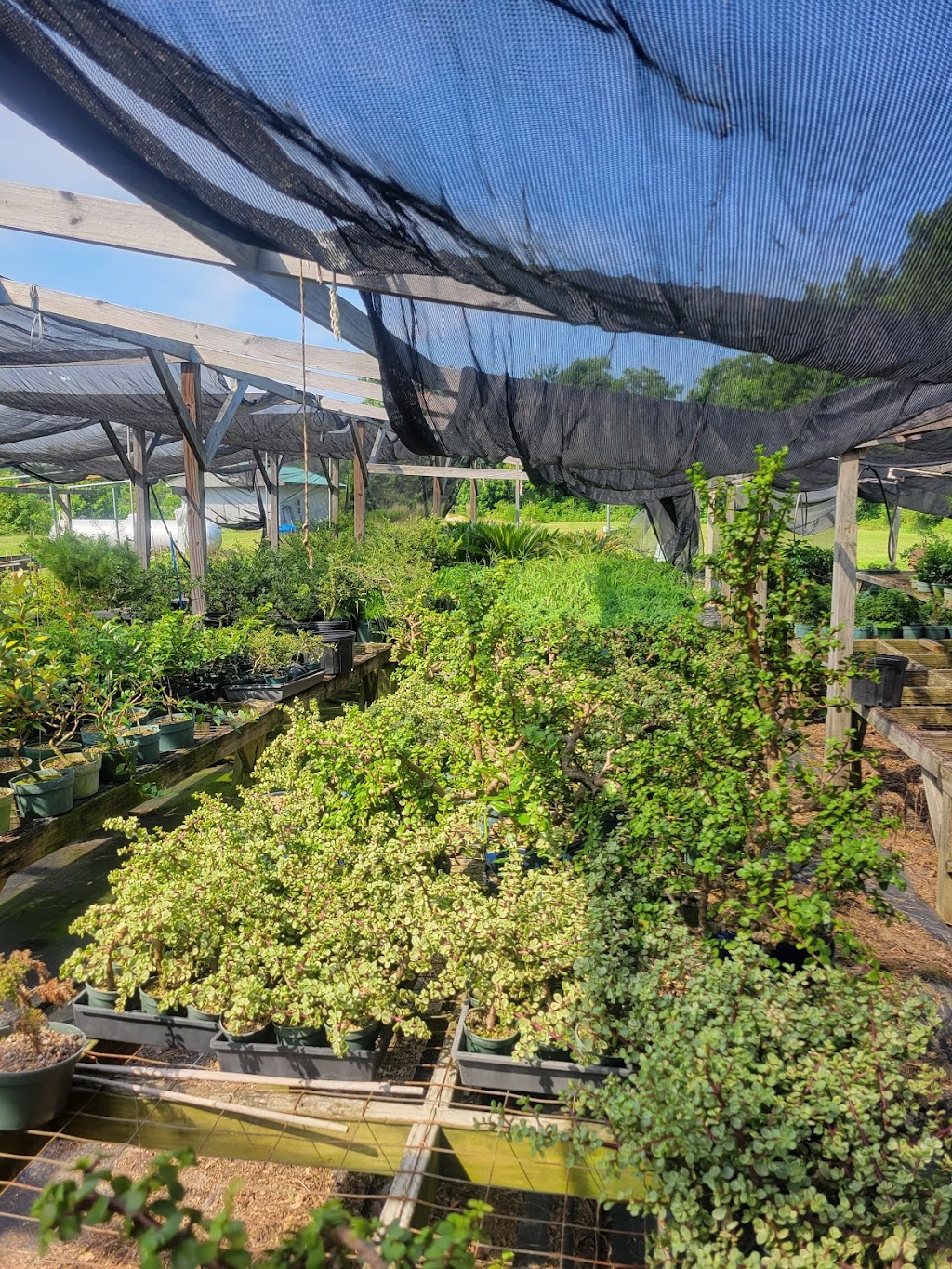 Parks Bonsai Farm Nursery | 8184 S Quay Rd #9657, Suffolk, VA 23437, USA | Phone: (757) 657-9804