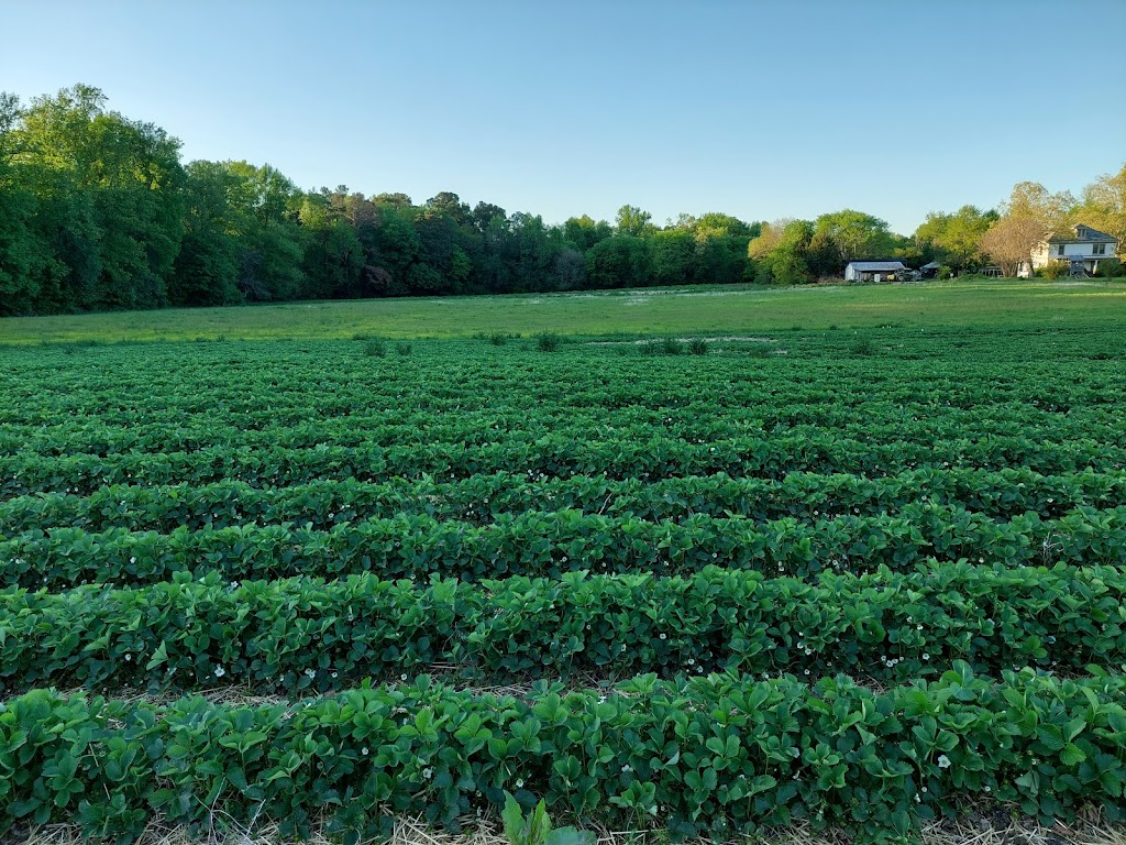 Gallmeyer Farms The Berry Patch | 3622 Darbytown Ct, Richmond, VA 23231, USA | Phone: (804) 795-9979