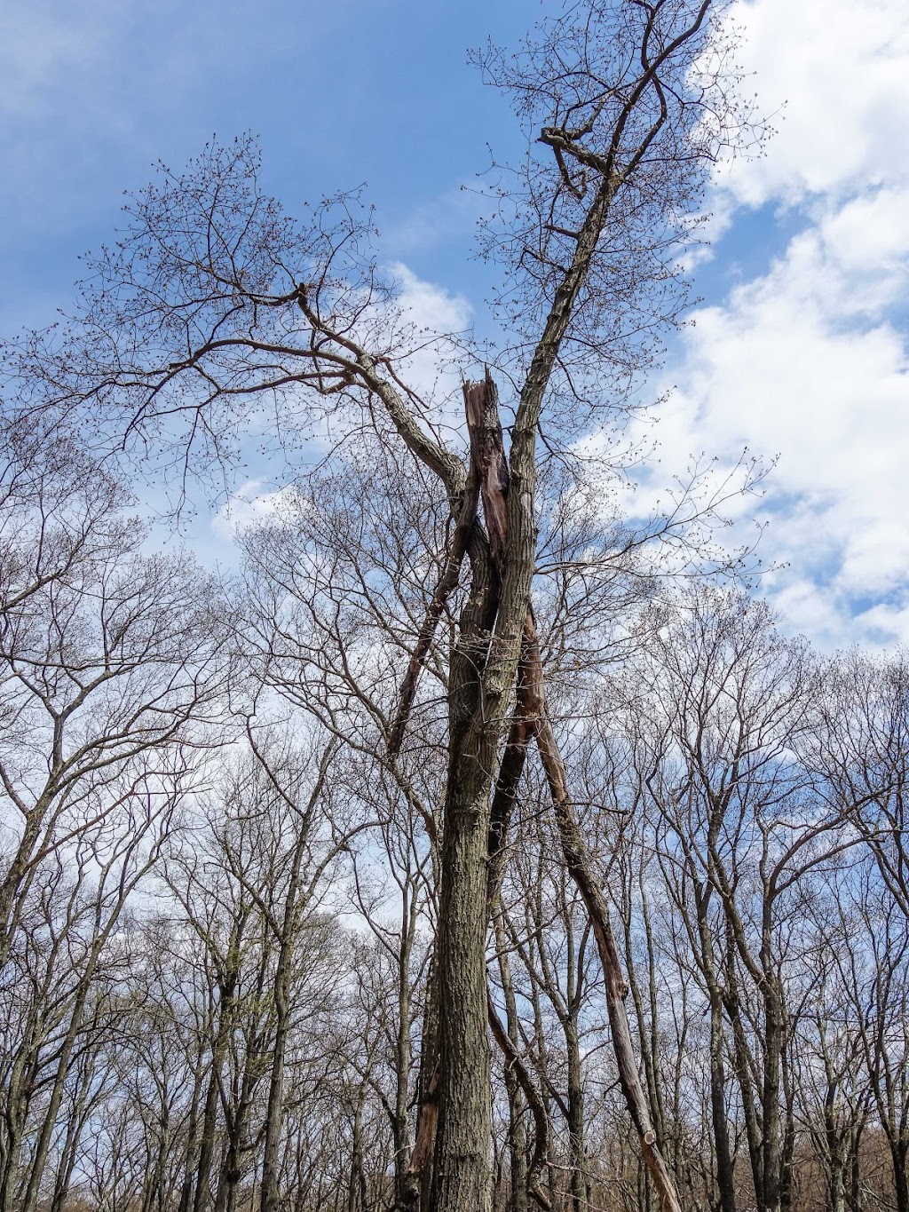 Tiorati Plateau Campground (Reservation Required) | Woodbury, NY 10975, USA | Phone: (845) 429-8257