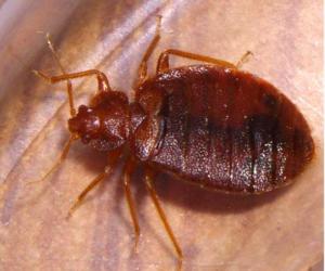 Bed Bugs Arizona | 875 Estrella Pkwy Suite #7706, Goodyear, AZ 85338, USA | Phone: (602) 962-8806