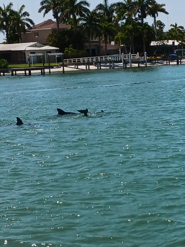 Dolphin Landings Charter Boat Center | 4737 Gulf Blvd, St Pete Beach, FL 33706, USA | Phone: (727) 360-7411