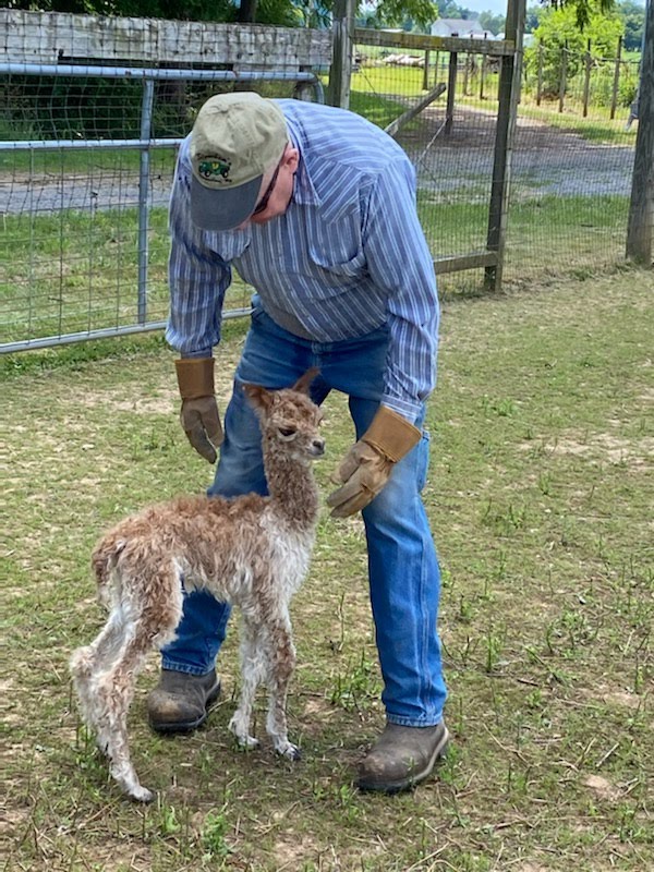 Quarry Critters Alpaca Ranch | 580 Basehoar Rd, Littlestown, PA 17340, USA | Phone: (717) 359-9989