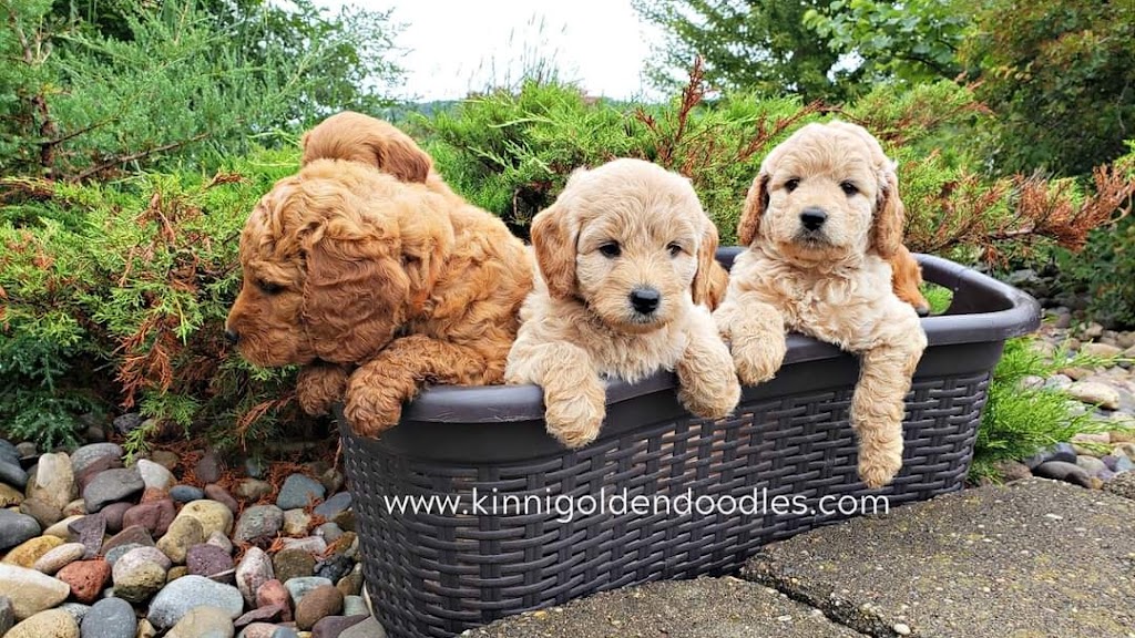 Kinnickinnic Goldendoodles | 1195 Short Dr, River Falls, WI 54022, USA | Phone: (605) 237-9082