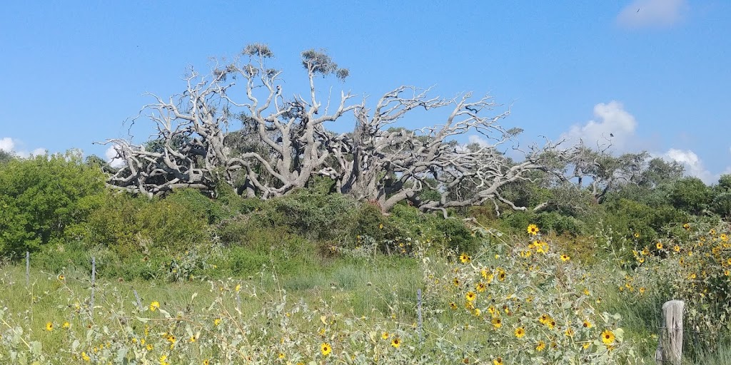 The Big Tree | 1622 12th St, Rockport, TX 78382, USA | Phone: (361) 729-2858
