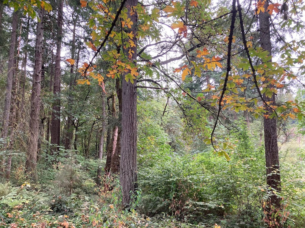 Fallen Leaf Lake Park | 2911 NE Everett St, Camas, WA 98607, USA | Phone: (360) 834-5307